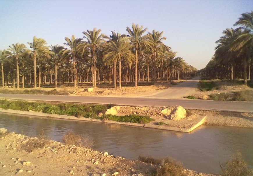 آبیاری نخیلات دشتستان از سد رئیسعلی دلواری آغازشد