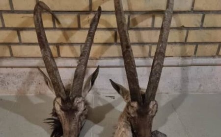 دستگیری دو شکارچی غیرمجاز در منطقه حفاظت‌شده کوه‌مند دشتی
