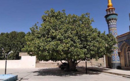 قطع بخشی از تنه درخت ۵۰۰ ساله اقلید