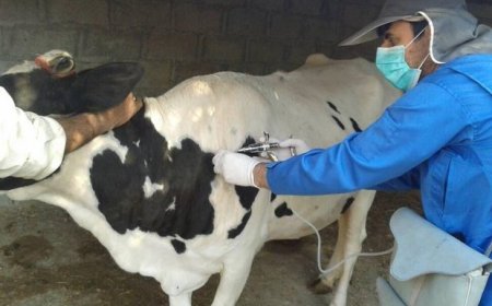 خوزستان در خط مقدم مقابله با تب برفکی