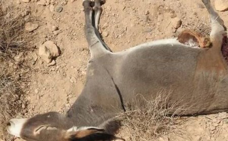 واکنش اداره کل حفاظت از محیط‌زیست هرمزگان به کشتار الاغ‌ها در میناب