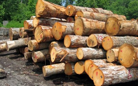کشف چهار تن چوب بلوط قاچاق در شیراز؛ دستگیری متخلفان