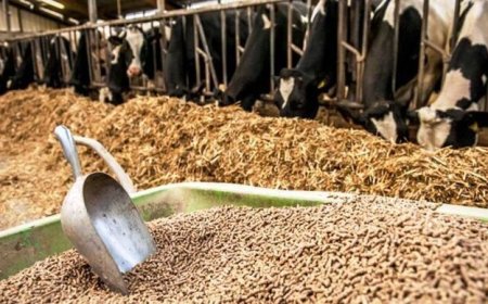 تخصیص ۴۹۰ تن جو یارانه‌ای برای توزیع بین عشایر کهگیلویه و بویراحمد