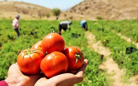 آغاز برداشت گوجه‌فرنگی پاییزه در بوشهر؛ تامین بازار و تنظیم قیمت‌ها در دستور کار