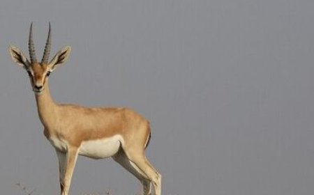 آغاز سرشماری آهوان منطقه حفاظت شده مند در بوشهر