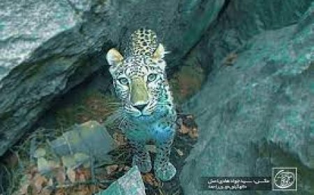 ثبت تصویر پلنگ در منطقه چاروسای کهگیلویه