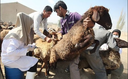 هشدار درباره تب‌برفکی در فارس