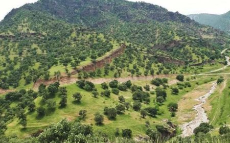فرماندار اندیکا: آتش‌سوزی گسترده در جنگل‌های بلوط صحت ندارد