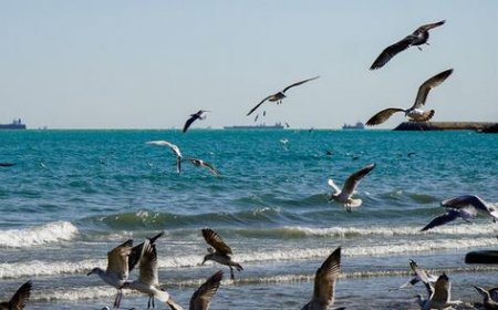 وضعیت جوی و دریایی استان بوشهر آرام است