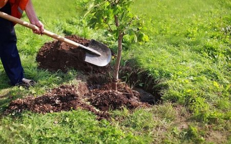 کاشت نهال در حاشیه راه‌ها و پروژه‌های مسکونی فارس آغاز می‌شود