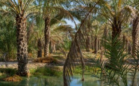 کاهش چشمگیر مصرف آب با اجرای طرح اصلاح شیوه آبیاری نخیلات در بوشهر