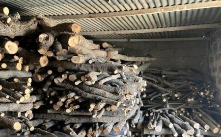 دو تُن چوب قاچاق در بندرعباس کشف شد
