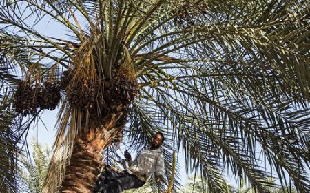 کنسرسیوم صادراتی خرما در استان بوشهر تشکیل شد