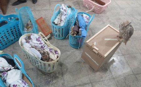 کشف پرنده‌های ناياب در عسلويه