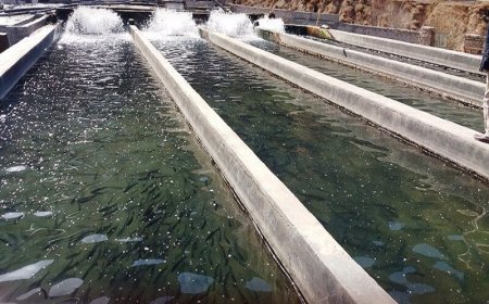 چگونگی توسعه بزرگترین مزرعه پرورش ماهی کشور بررسی شد