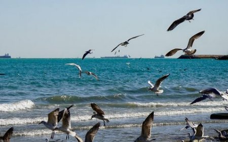 سواحل و فراساحل استان بوشهر مواج است