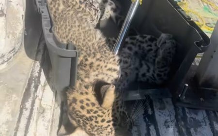 نجات پلنگ بیمار در بشاگرد