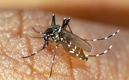 ۲۱۷ فرد مبتلا به تب دنگی در هرمزگان شناسایی شد