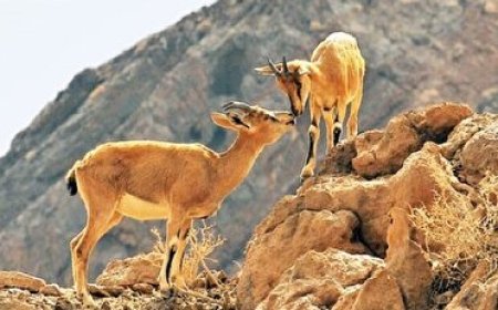 فردا آغاز طرح سرشماری حیات وحش در مناطق گرمسیری کهگیلویه و بویراحمد