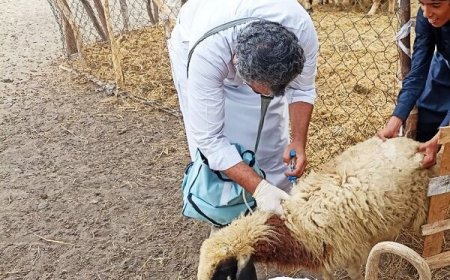 واکسیناسیون ۱۰۰ درصد دام‌های هرمزگان علیه تب برفکی انجام شد