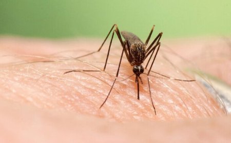 موارد ابتلای تب دنگی در هرمزگان به ۲۲۵ نفر رسید