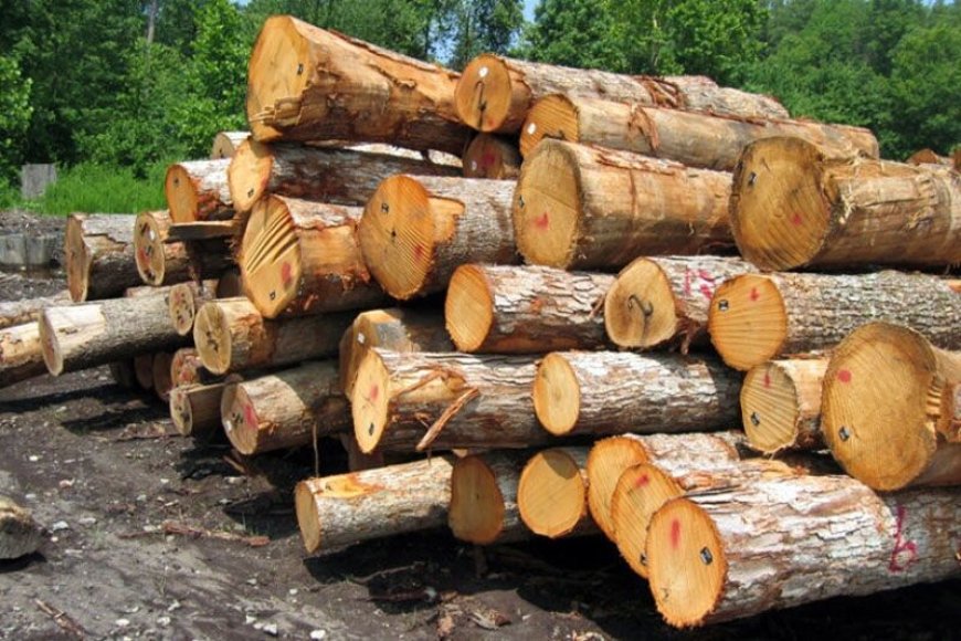 کشف چهار تن چوب بلوط قاچاق در شیراز؛ دستگیری متخلفان