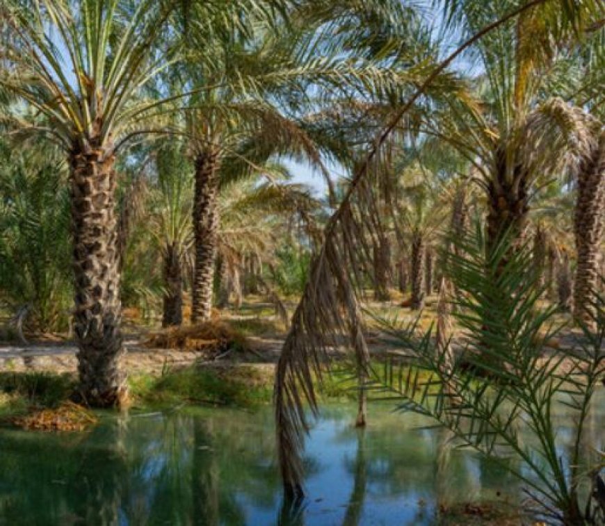 کاهش چشمگیر مصرف آب با اجرای طرح اصلاح شیوه آبیاری نخیلات در بوشهر
