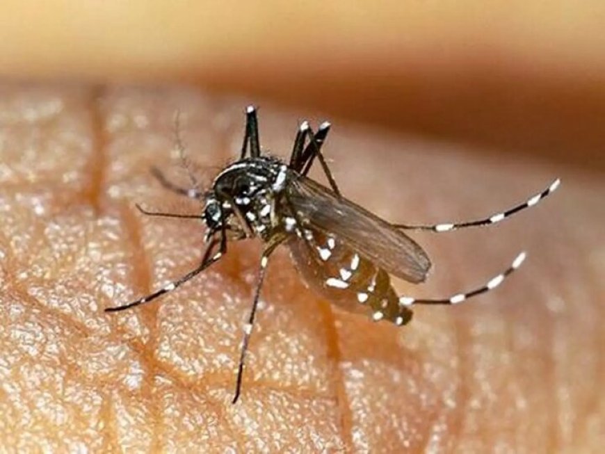 ۲۱۷ فرد مبتلا به تب دنگی در هرمزگان شناسایی شد