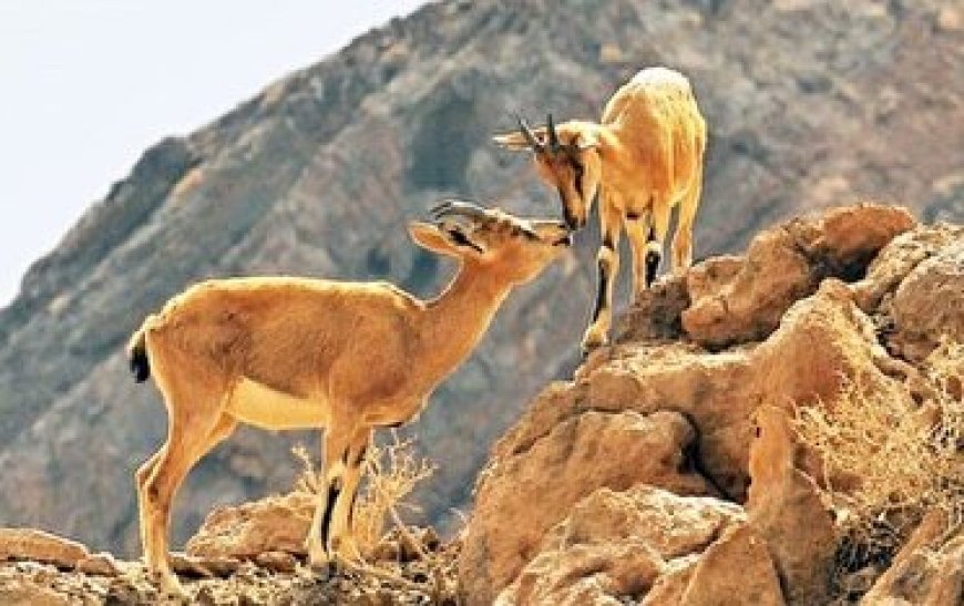 فردا آغاز طرح سرشماری حیات وحش در مناطق گرمسیری کهگیلویه و بویراحمد