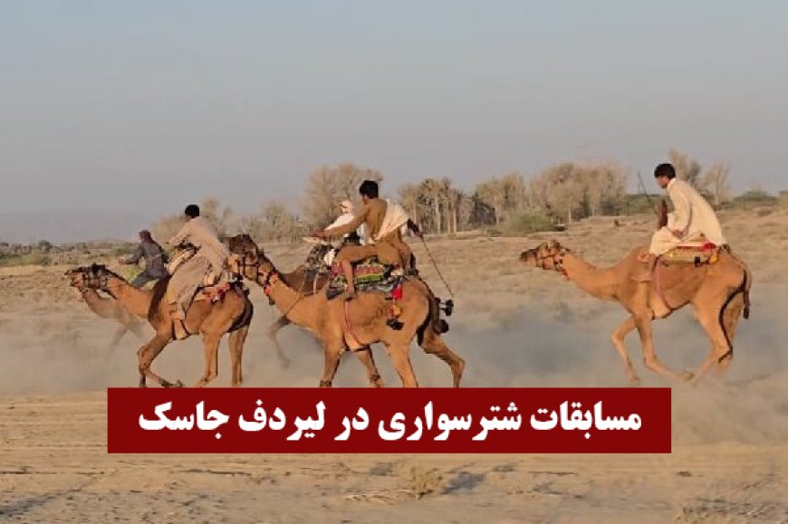 مسابقات شترسواری در بخش لیردف جاسک برگزار شد