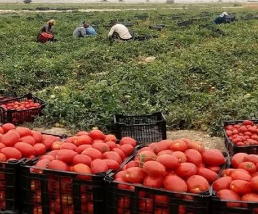 برداشت ۵۶۰ هزار تن گوجه‌فرنگی از مزارع بوشهر تا پایان زمستان