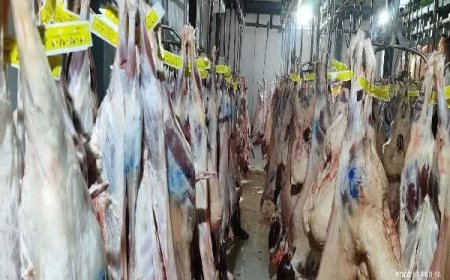 کشتار ۳ هزار دام سبک و سنگین در کشتارگاه گچساران