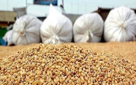 تزریق ۹۰۰۰ تن نهاده به بازار دام و طیور فارس