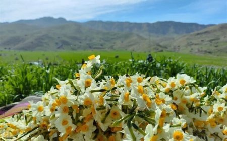 برداشت نرگس از باغ‌های شهرستان خفر