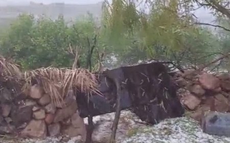 ببینید| خسارت به مزارع کاهو و ذرت در روستاهای کازرون به‌دنبال بارش تگرگ