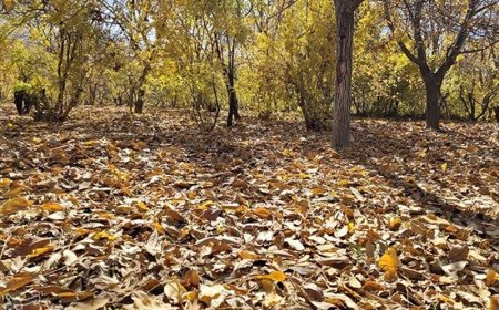 فیلم/پاییز زیبای هزاررنگ مرودشت