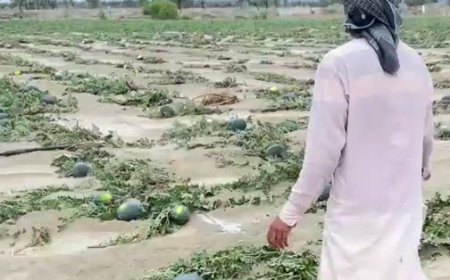 هندوانه‌های شب یلدا را آب برد! خسارت بارندگی و تگرگ به ۱۲۰۰ هکتار از اراضی کشاورزان هرمزگانی
