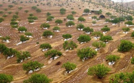 ایجاد ۲۵۰۵ هکتار جنگل دست‌کاشت در گچساران