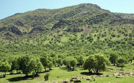 فارس پایلوت اجرای جنگل‌کاری اجتماعی شد