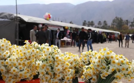 برگزاری جشنواره گل نرگس در شهرستان خفر ، بزودی