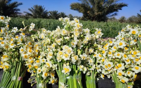 فیلم/کازرون در آغوش عطر نرگس