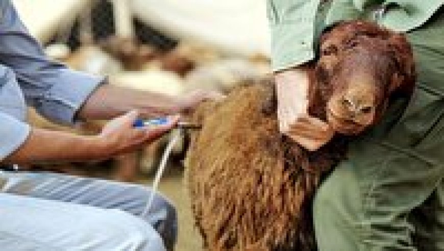لزوم نظارت بر تب برفکی در خوزستان برای حفظ سلامت مردم
