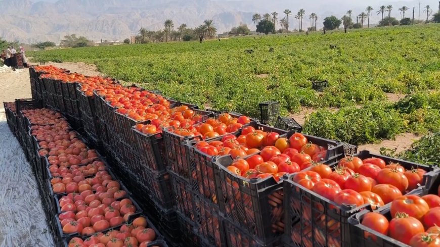 کاهش ۵۰ درصدی قیمت گوجه فرنگی در بوشهر