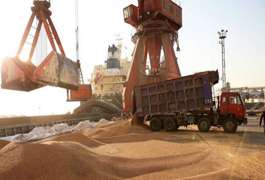 واردات ۶۶ هزار تن گندم از طریق بندر شهید رجایی بندرعباس