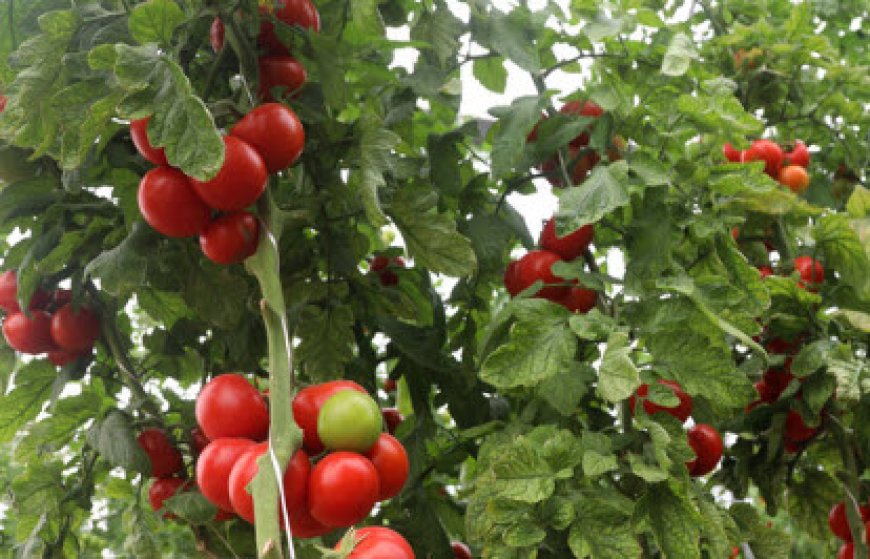 بذر هیبرید گوجه فرنگی در بوشهر رونمایی شد