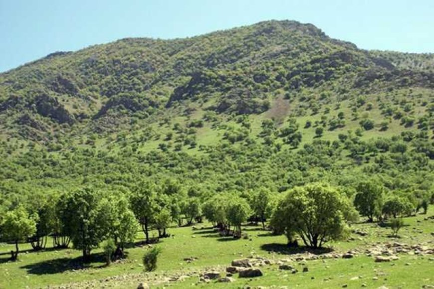 فارس پایلوت اجرای جنگل‌کاری اجتماعی شد