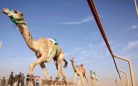 شترهای هرمزگان به GPS مجهز می‌شوند