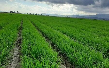 حدود ۹۷ درصد برنامه کشت آبی خوزستان محقق شده است