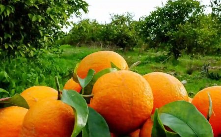 طرح‌های توسعه صنایع تبدیلی مرکبات دزفول حمایت می‌شوند