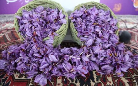 روند رو به رشد تولید طلای سرخ در کهگیلویه و بویراحمد